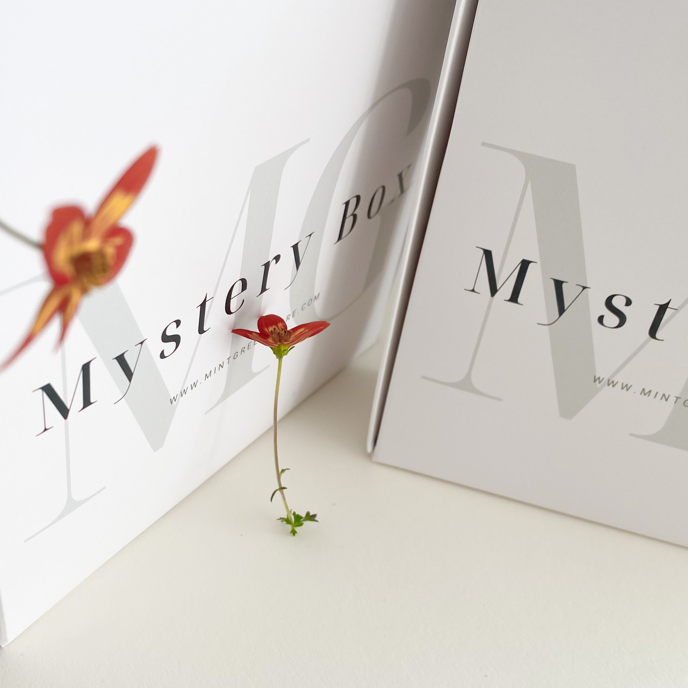 Caixa Mistério | Mystery package